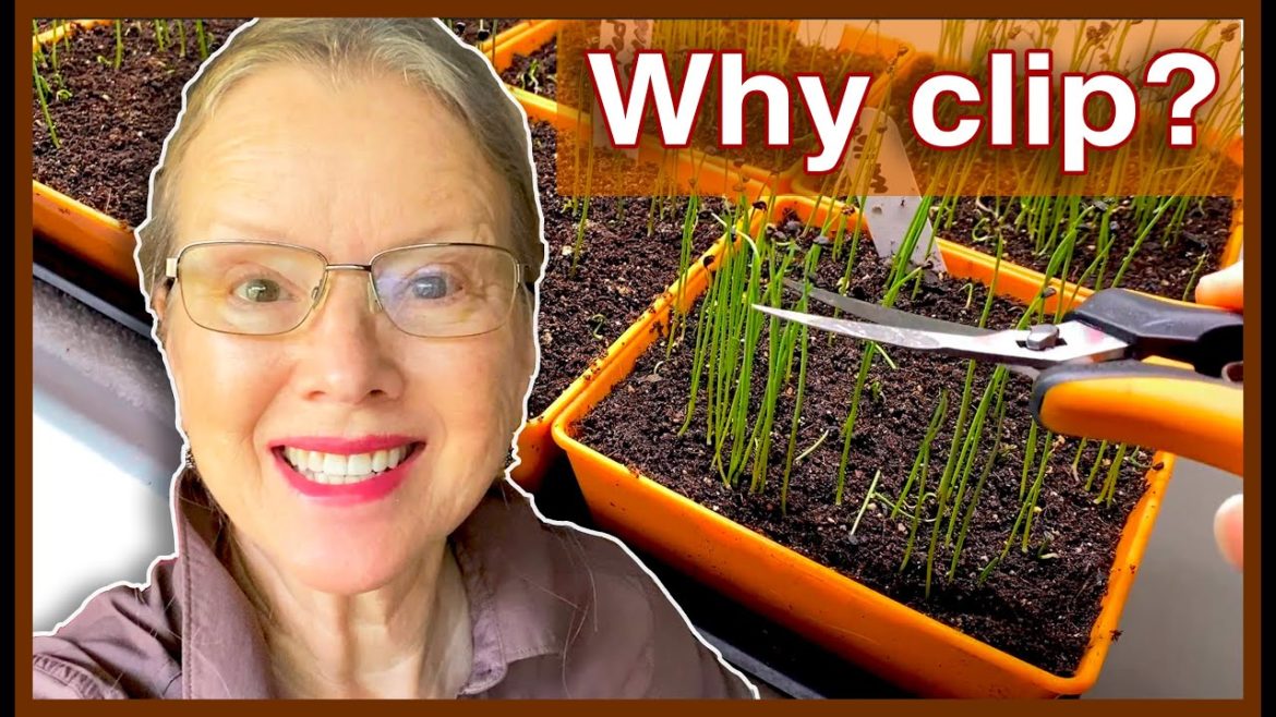 Time to TRIM ONIONS for LARGER BULBS!