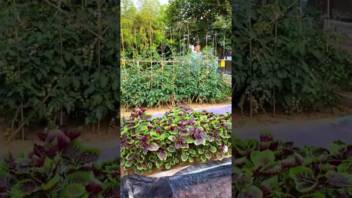 happened with garden at home happened with garden at home
