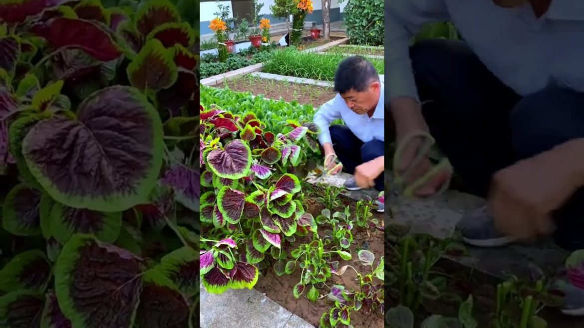 happened with garden at home happened with garden at home