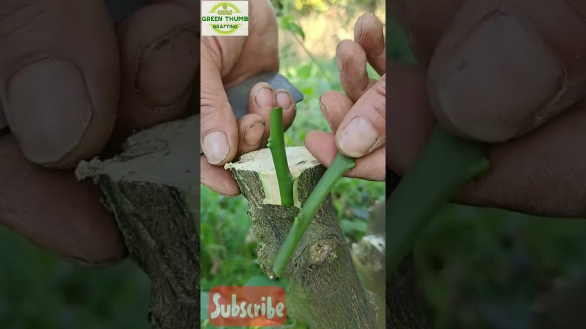 #grafting #best #techniques #applefruit #gardeningtips #graftingtrees #homegardening #grafting trick