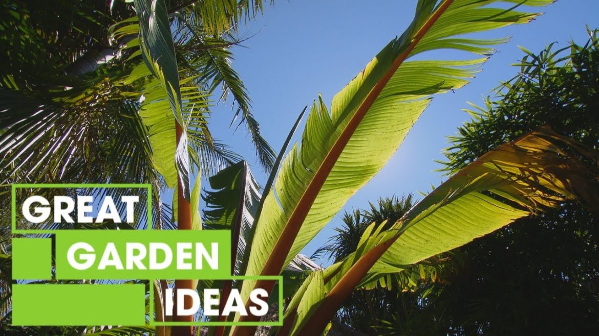 How to Create a Tropical Garden at Home | Gardening | Great Home Ideas How to Create a Tropical Garden at Home | Gardening | Great Home Ideas