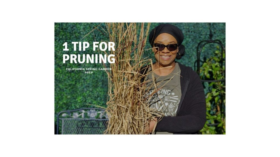 1 Tip for PRUNING ornamental grass in your winter garden! 1 Tip for PRUNING ornamental grass in your winter garden!