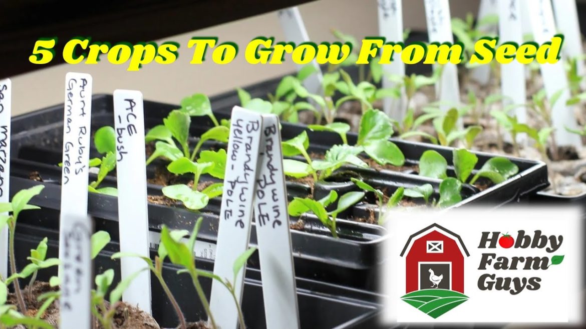 5 Easy-To-Grow-From-Seed Vegetables for Beginner Gardeners 5 Easy-To-Grow-From-Seed Vegetables for Beginner Gardeners