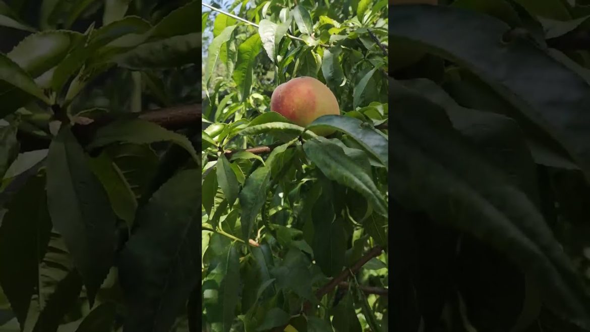 How to Gardener: Tips for A Successful Garden How to Gardener: Tips for A Successful Garden