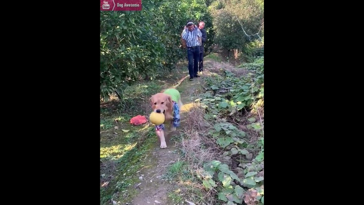 The golden retriever went to the vegetable garden to pick vegetables and went home🤠