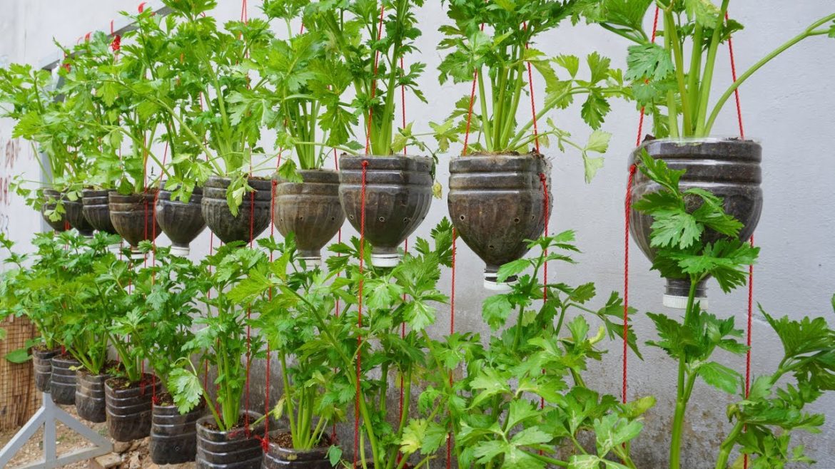 Unlocking the secret to growing celery in plastic bottles is easy, celery grows fast Unlocking the secret to growing celery in plastic bottles is easy, celery grows fast