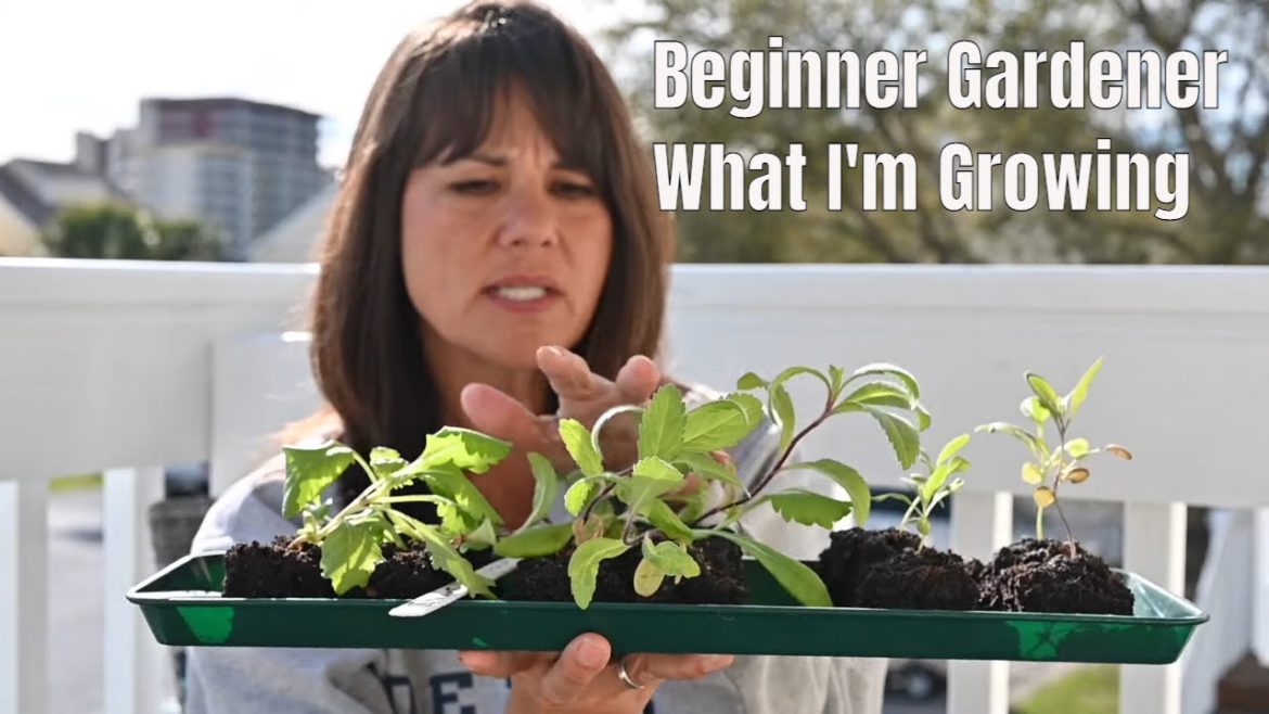 My Grow Bags and Containers | In The Garden Series My Grow Bags and Containers | In The Garden Series