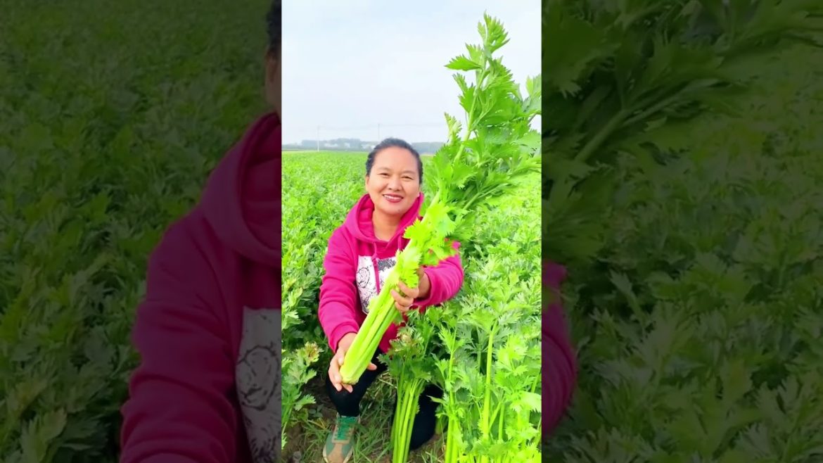 Celery vegetable harvest [G4130]