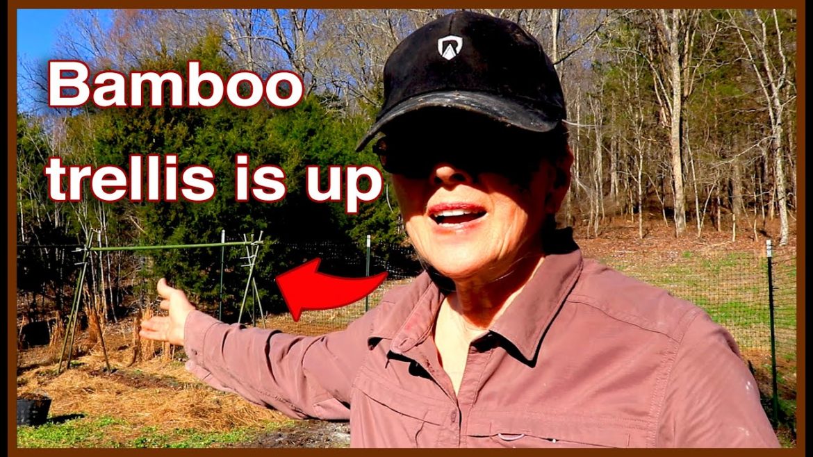 NEW Pea Trellis and Planting Potatoes, Orchard Tour, Kitties!