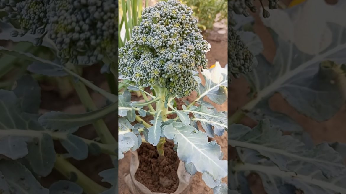 Watch this Incredible Transformation of a Broccoli Plant in a Pot! #shorts