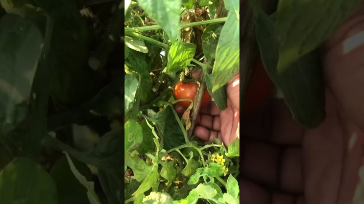 Harvesting Fresh Vegetables from our Terrace Garden |  | Vegetable | #harvesting #urbangardening