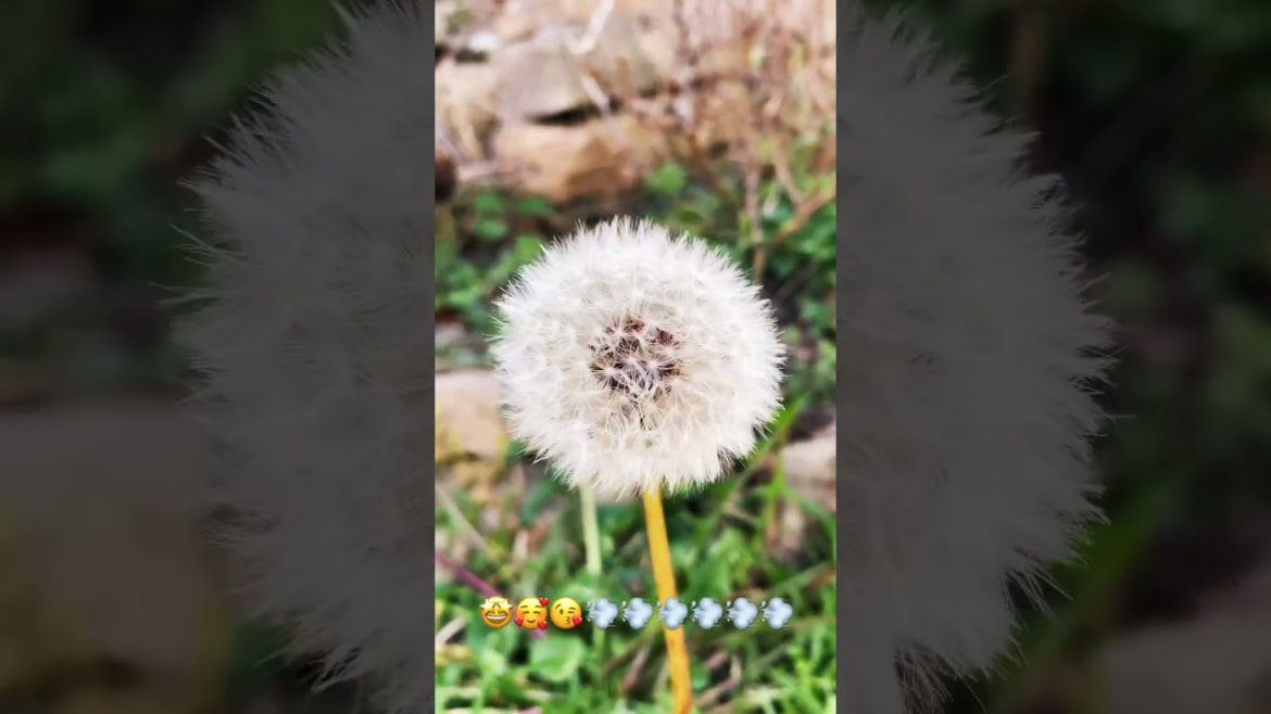 Dandelions π€©π₯°ππ¨π¨ Dandelions π€©π₯°ππ¨π¨
