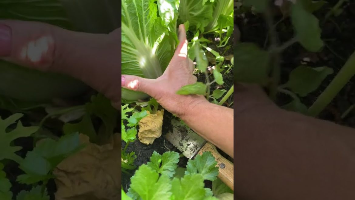 How to Gardener: Tips for A Successful Garden