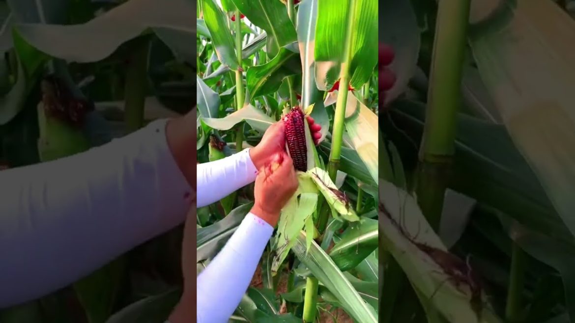 Purple Corn harvesting [G4094]