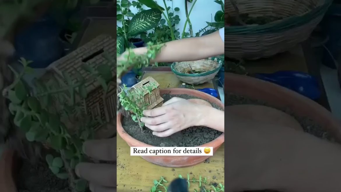 tray garden | small creative garden | gardening | creative gardening ideas | small garden ideas