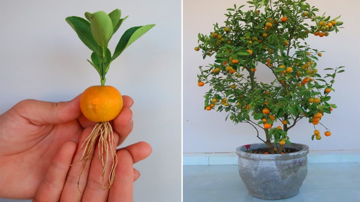 How to grow kumquats from kumquats Fruit for beginners How to grow kumquats from kumquats Fruit for beginners