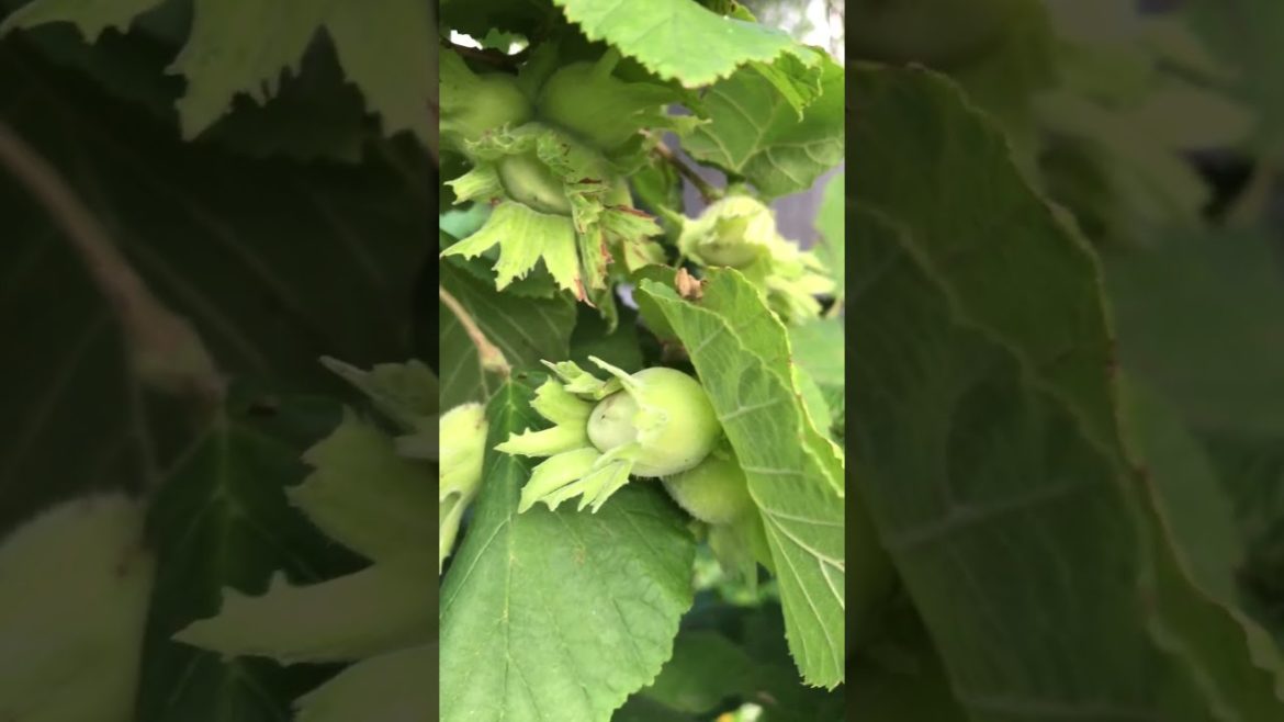 How to Gardener: Tips for A Successful Garden