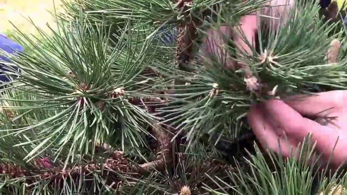 Cowden Castle Japanese garden, special pruning techniques of Pinus Nigra nana.