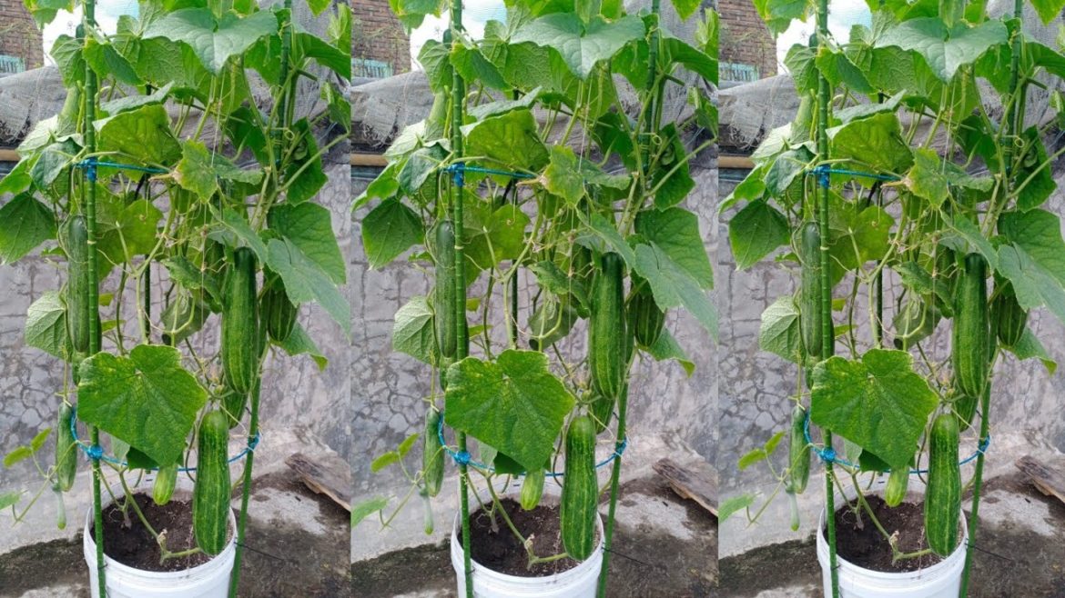 Tips for growing cucumbers using used plastic containers at home