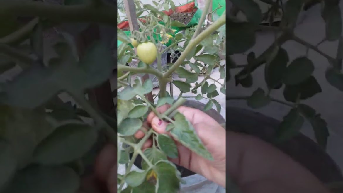 Gardening tips #shorts#viral#shortsvideo#viralvideo