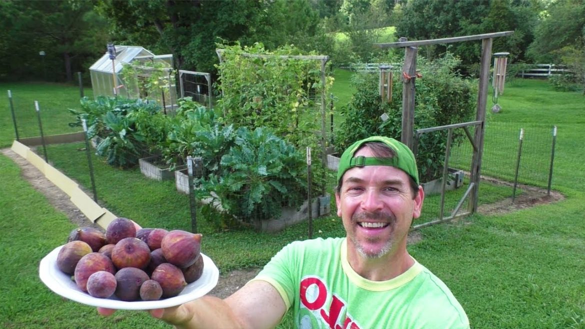 NEW! Container Garden HARVEST August 21st HUGE Haul of Fresh Organic Vegetable Gardening deck patio