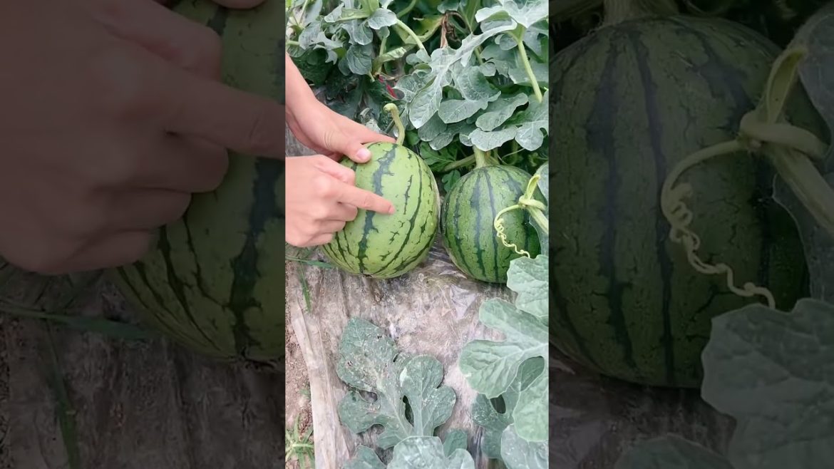 High Quality Cane agricultural Product | For Supply  Sugarcane Enterprise #Shorts48