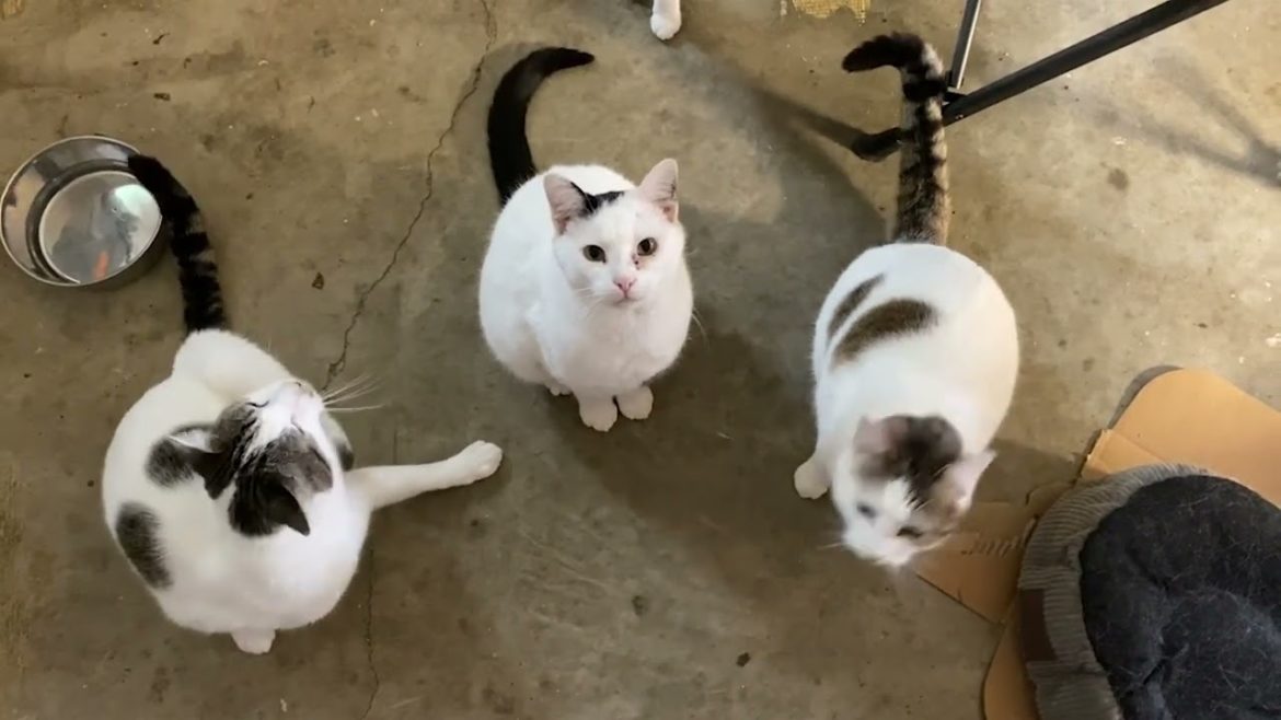 SEVERE WIND WARNING | MIDDLE TENNESSEE | MARCH 3