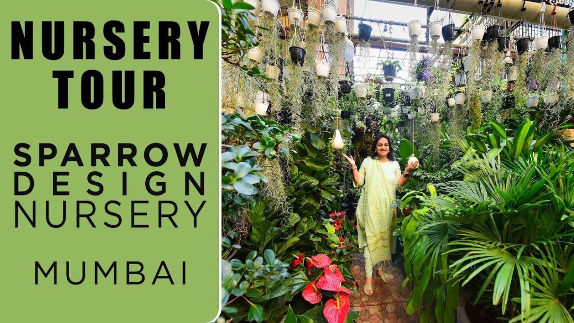 Sparrow Design Nursery Tour | Mumbai Nursery | Exotic plants | Ferns | Indoor Plants | Outdoor Plant Sparrow Design Nursery Tour | Mumbai Nursery | Exotic plants | Ferns | Indoor Plants | Outdoor Plant
