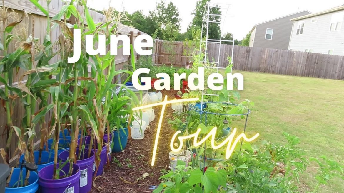 June Garden Tour | Backyard Container Gardening | Urban Gardening June Garden Tour | Backyard Container Gardening | Urban Gardening