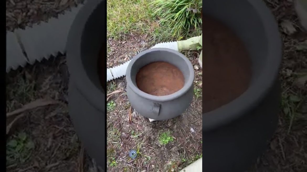 Planting Sago Palms in a Planter