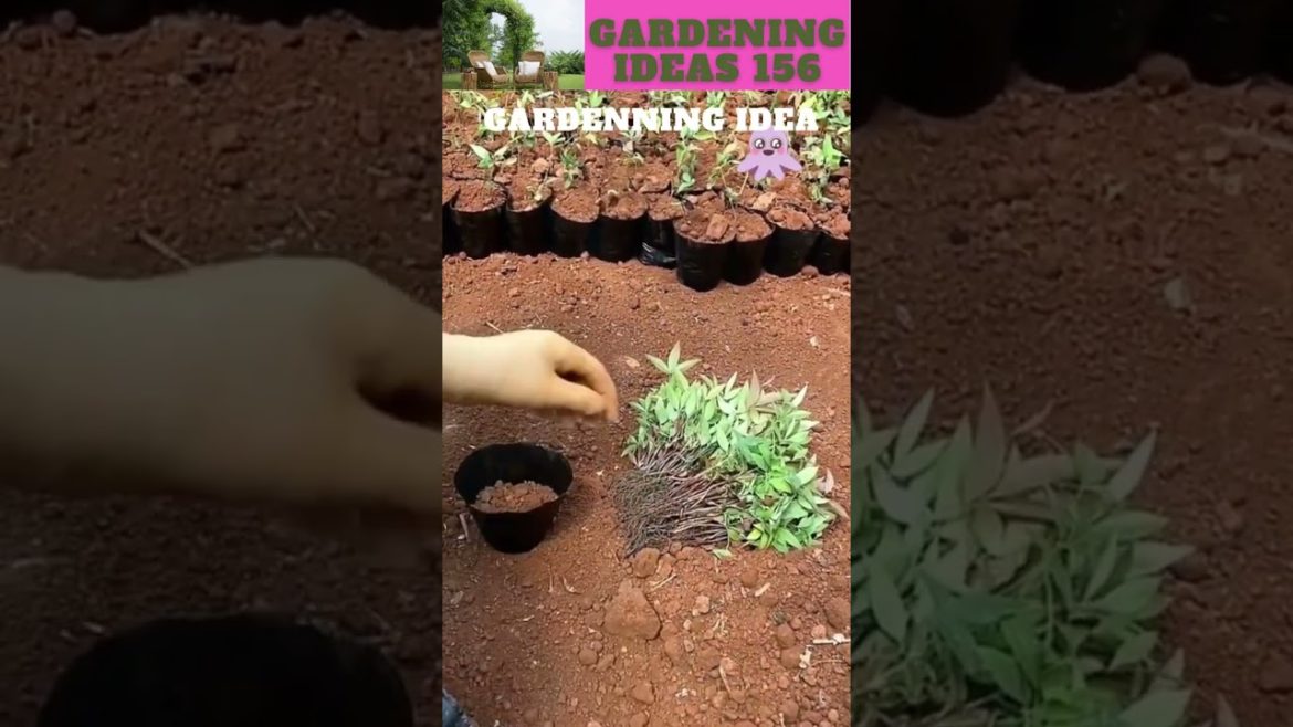You can also try thisππ΄π±πΏπ/gardening ideas nonstop πβ¦ You can also try thisππ΄π±πΏπ/gardening ideas nonstop πβ¦