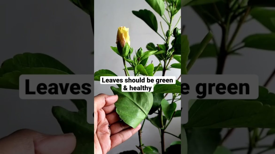 How to select the right plant from the nursery#gardening #gardentips #plantcaretips #shorts How to select the right plant from the nursery#gardening #gardentips #plantcaretips #shorts