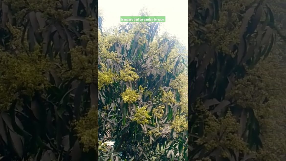 Mangoes bud on garden terrace. #viral #viralvideo #gardening #fruit #shorts . Mangoes bud on garden terrace. #viral #viralvideo #gardening #fruit #shorts .