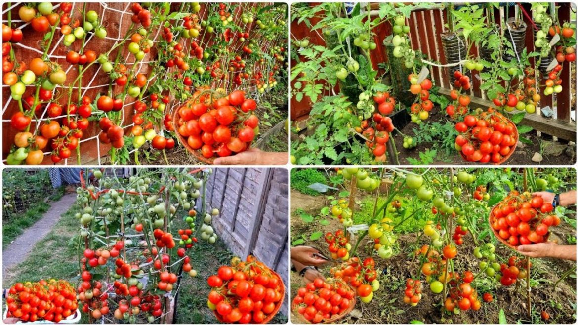 Wow! Amazing Gardening Technique: Organic Tomato Garden, Organic Vegetable Garden UK, Home Gardening
