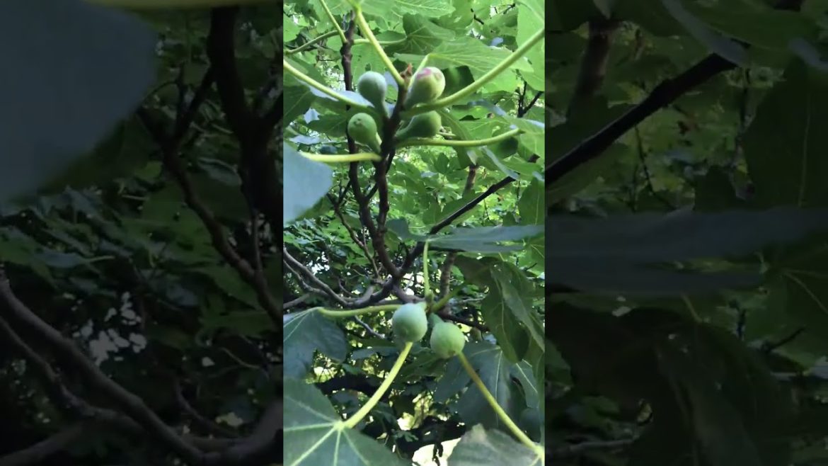 How to Gardener: Tips for A Successful Garden