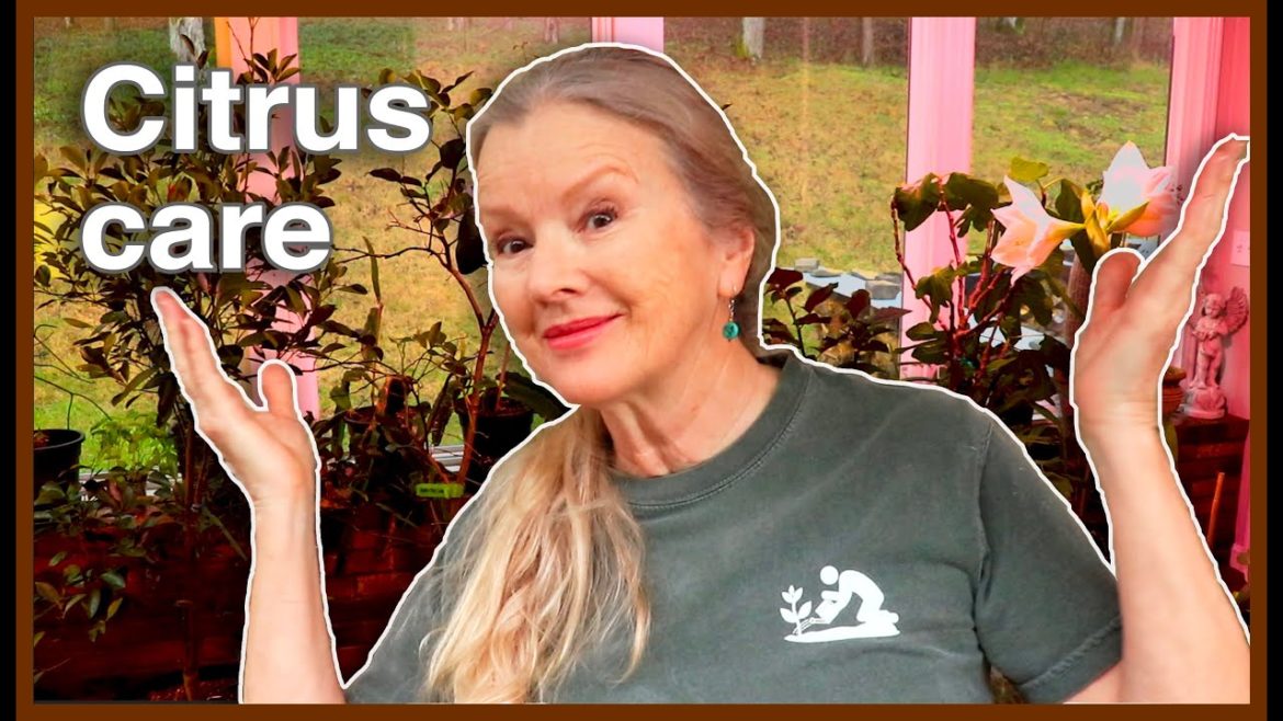 Why YOU should GROW CITRUS! Sunroom Update!
