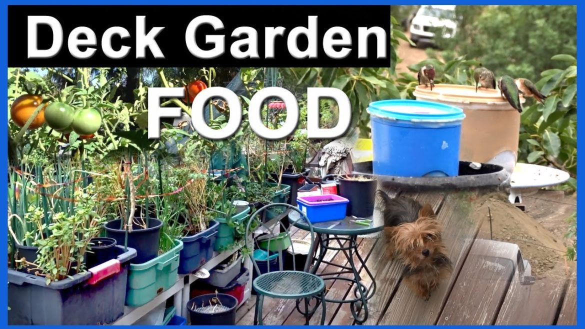 Deck Garden 🍅 Container Gardening Vegetables in Small Space Growing Onions Tomatoes Mint Parsley