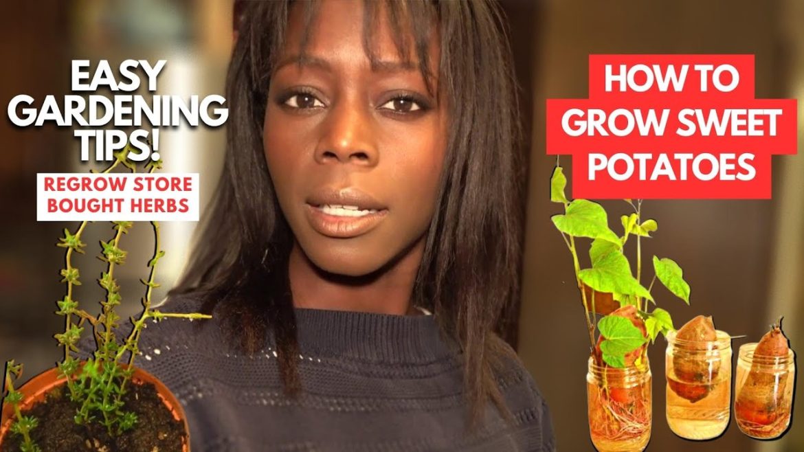 How To Grow Sweet Potatoes Easily - Pro Gardening Tips | Propagate Herbs | VLOG #14