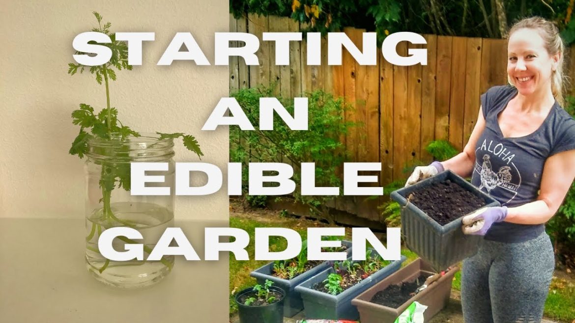 Starting an Edible Garden | The 1st month