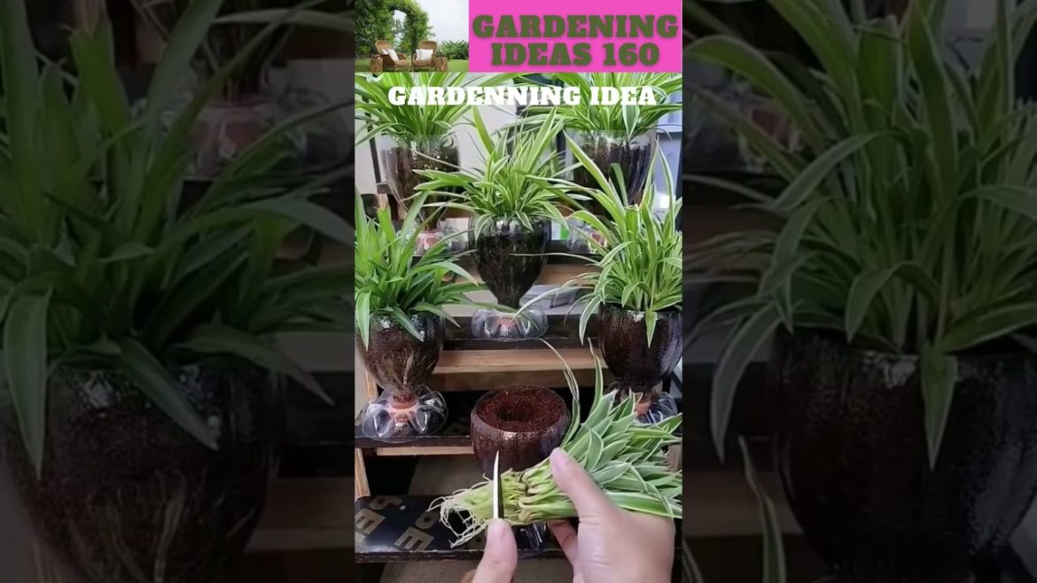 You can also try thisππ΄π±πΏπ/gardening ideas nonstop πβ¦ You can also try thisππ΄π±πΏπ/gardening ideas nonstop πβ¦