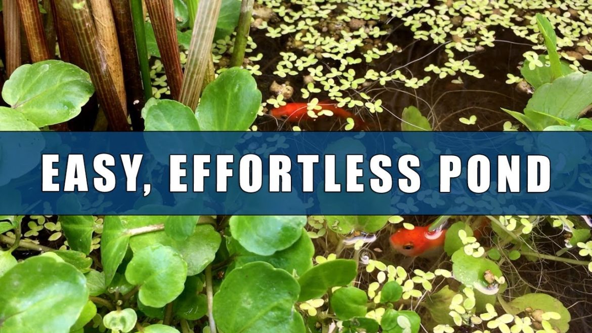 Effortless Fish Pond With Edible Plants