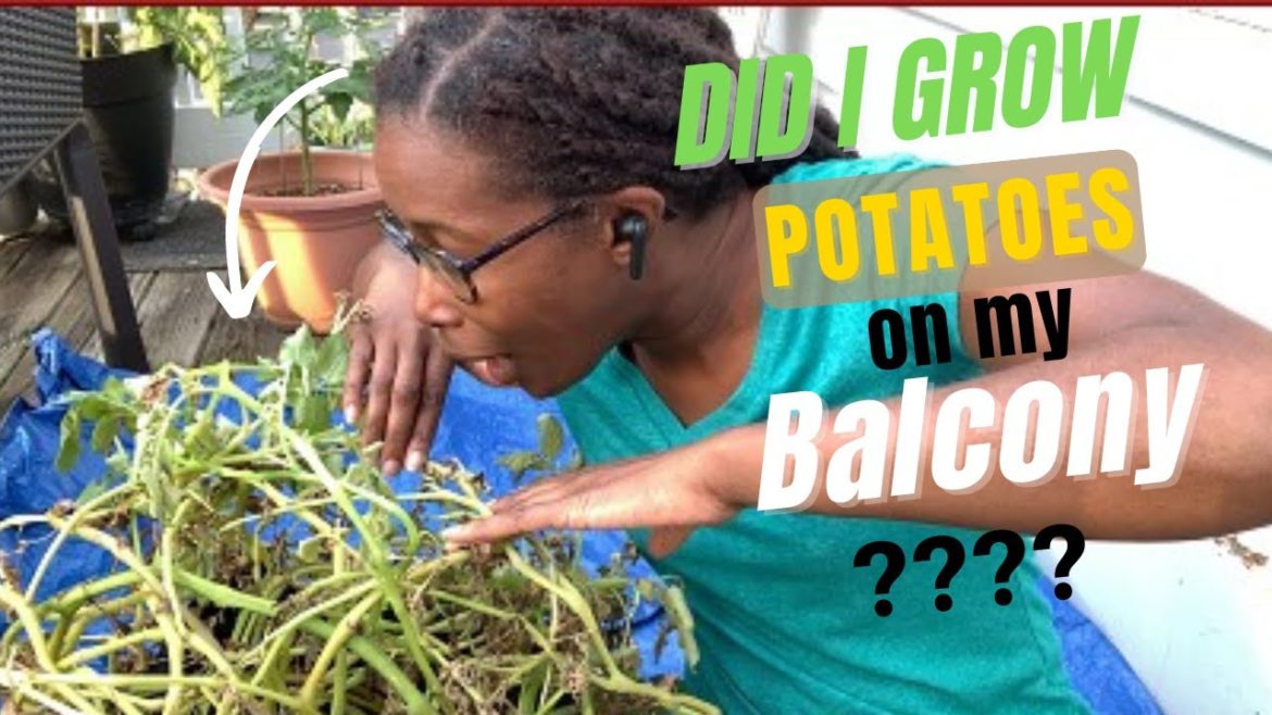 Growing Potatoes in a Balcony Container Garden