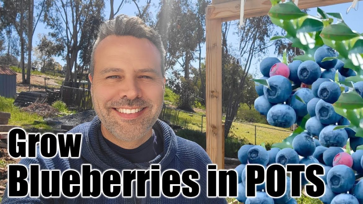 California Garden TV: How to Plant Blueberries In.a Container How to Plant Blueberries In.a Container