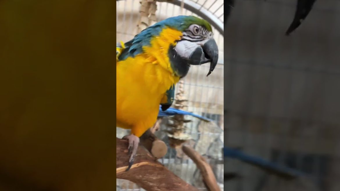 Foraging Parrot Activity – Macaw and Senegal Parrot Eat Fresh Food Foraging Parrot Activity – Macaw and Senegal Parrot Eat Fresh Food