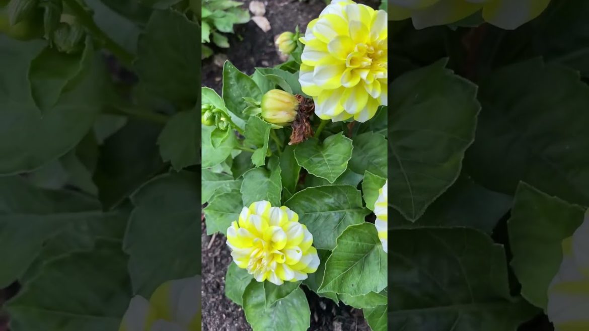 How to Gardener: Tips for A Successful Garden