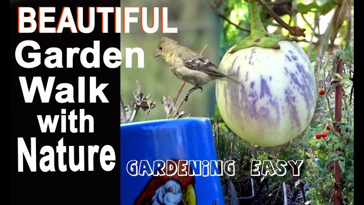 Garden Nature Walk Tips Hummingbirds Birds Food Forest Container Gardening Tomatoes Compost in Place
