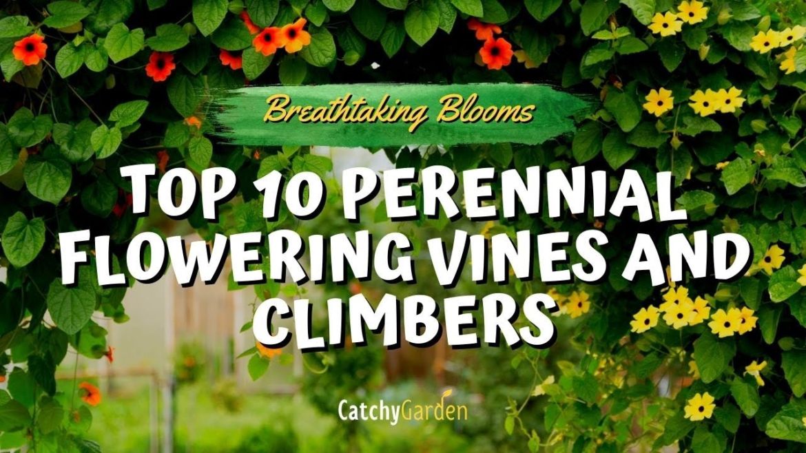Breathtaking Blooms: Top 10 Perennial Flowering Vines and Climbers 🌿🌸🍃