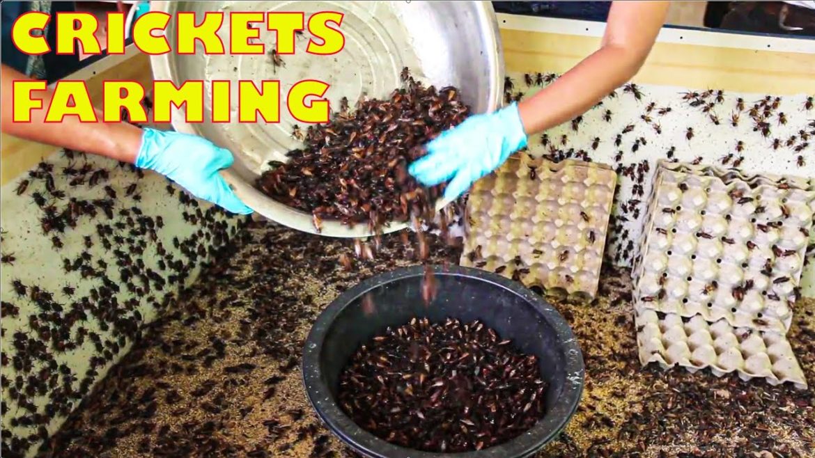 How Millions Of Crickets Are Raised and Harvested in Farm -  Edible Insects Farm Industry