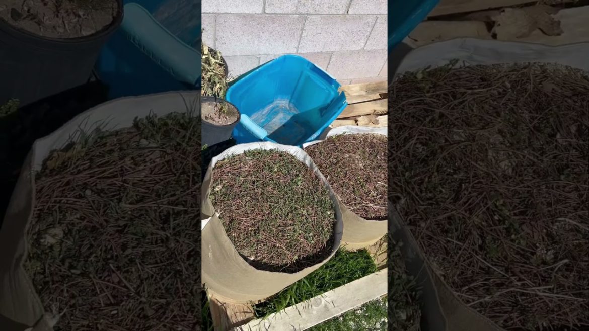 4 week grassroots fabric pots container garden experiment update #winter #containergardening 4 week grassroots fabric pots container garden experiment update #winter #containergardening