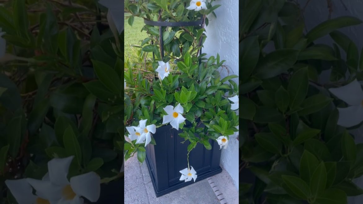 Rio Dipladenia trained on a Gardener’s Supply Obelisk | Ranch Home Living